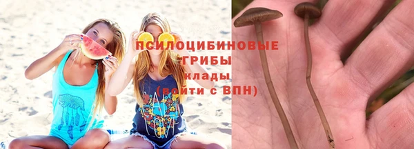 прущие грибы Нефтекумск