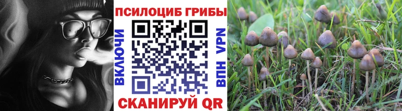 kraken вход  Сергач  Псилоцибиновые грибы Cubensis 